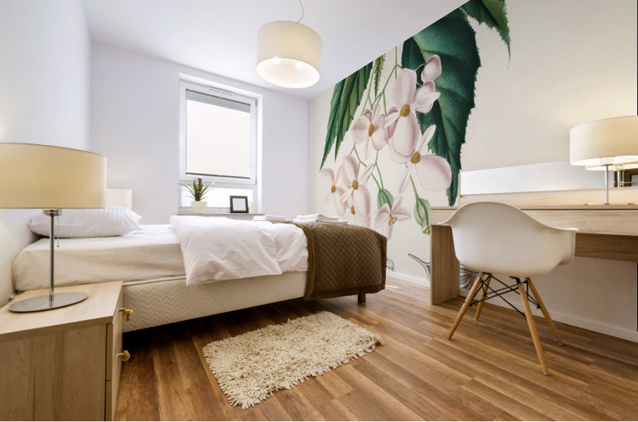 Begonia Begonia incarnata Impression murale