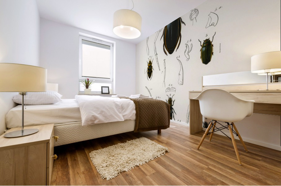 Different types of beetles Mural print