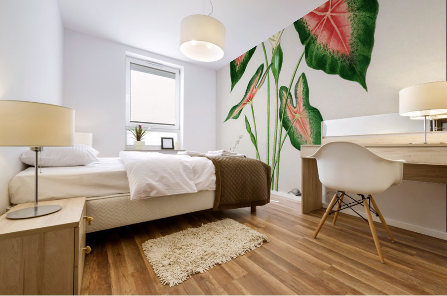 Elephant ear Caladium bicolor Mural print