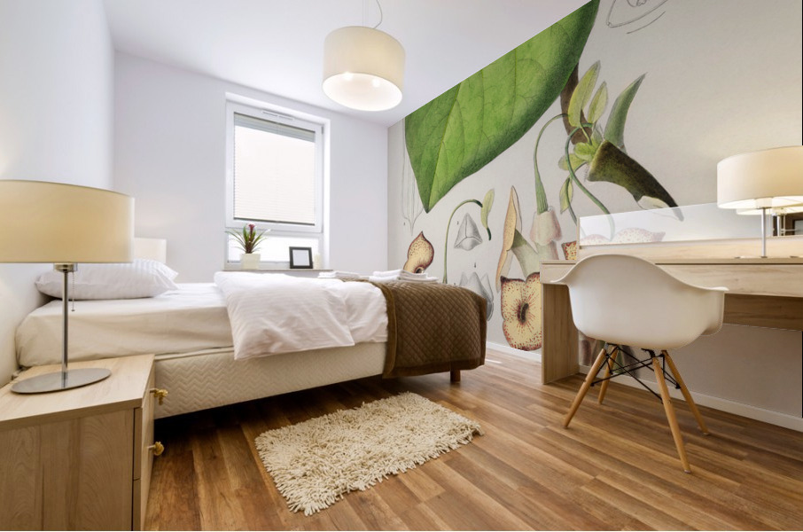 Pipevine Mural print