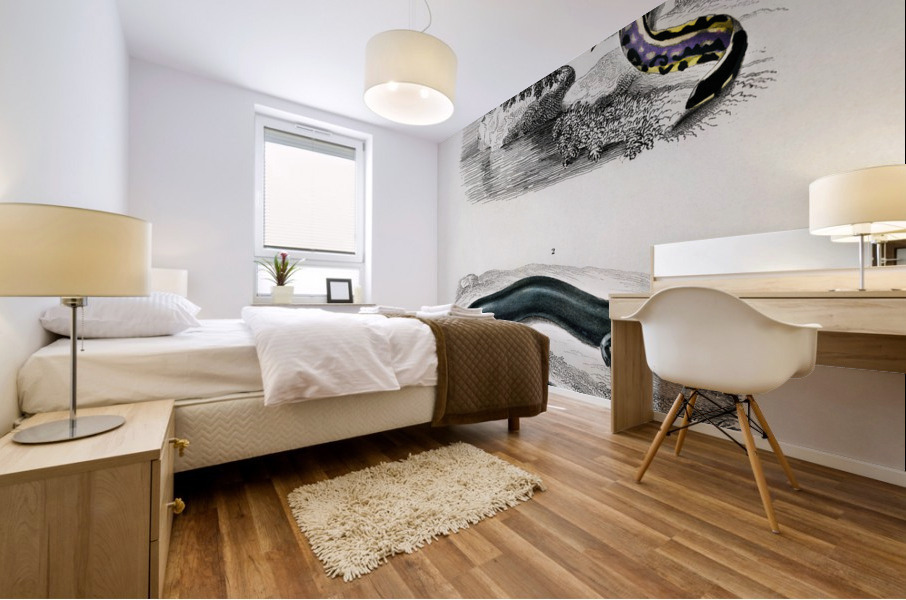 Mudpuppy Menabranchus lateralis and Greater siren Siren lacertina Mural print