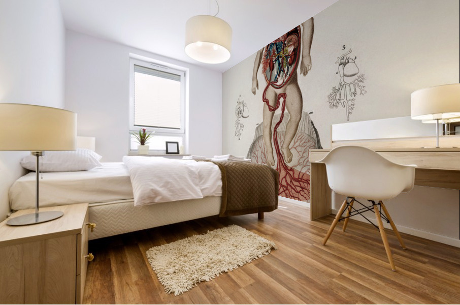 Circulation of the blood In a fetus Mural print