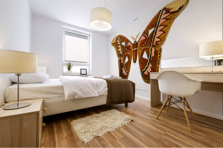 Attacus Atlas Moth Attacus Aurora Mural print