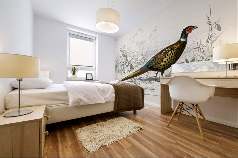 Ring-neckrd pheasant Phasianus colchicus Mural print