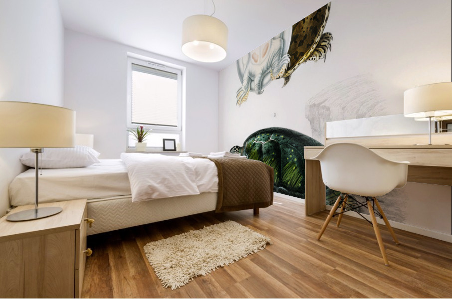 Green Sea Turtle Chelonia mydus and Spiny softshell turtle Gymnopus spiniferus Mural print