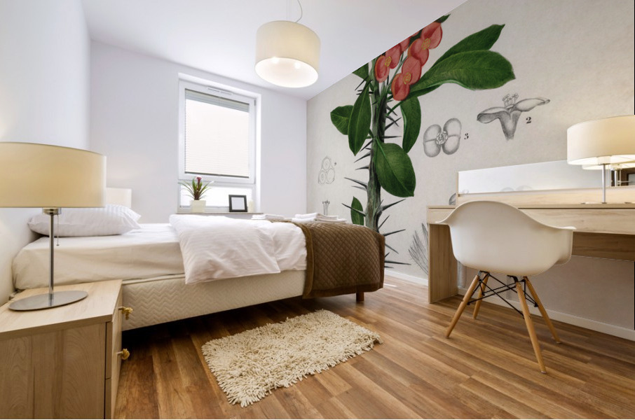 Euphorbia Splendens Mural print