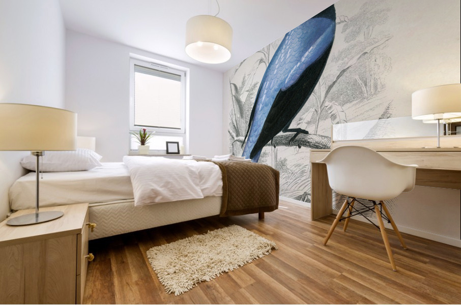 Square-tailed drongo Edoius caerulescens Mural print