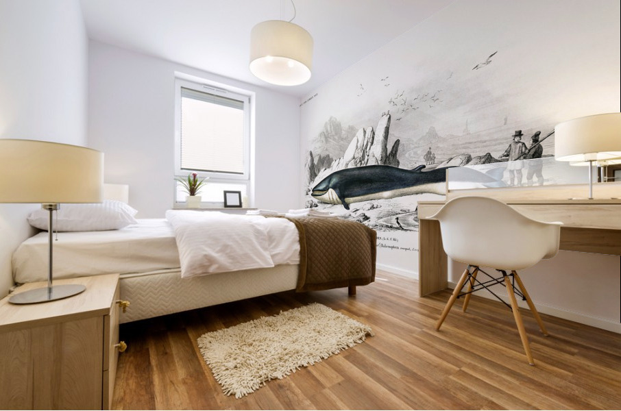 Balaenoptera rorqual Mural print