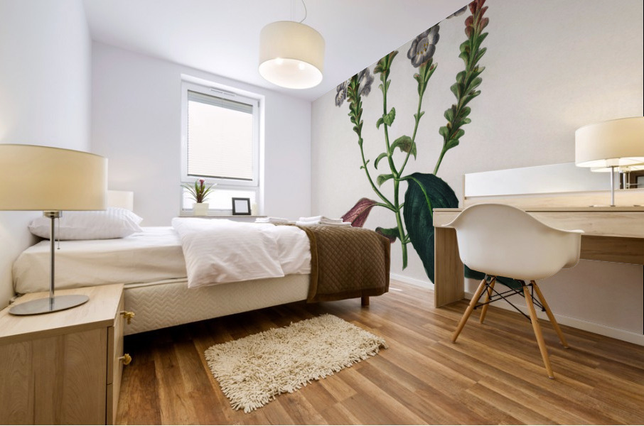 Strobilanthes sabiniana Impression murale