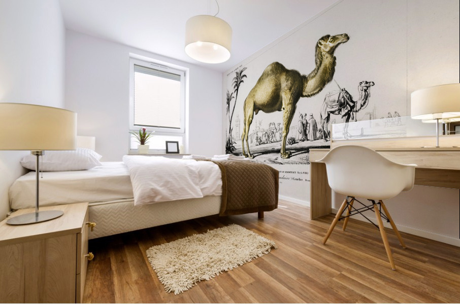 Camel Camelus Mural print
