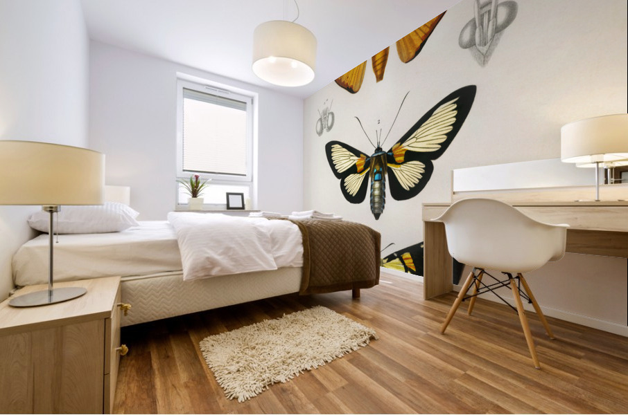 Collection of moths Mural print