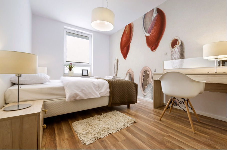 Different types of mollusks Impression murale