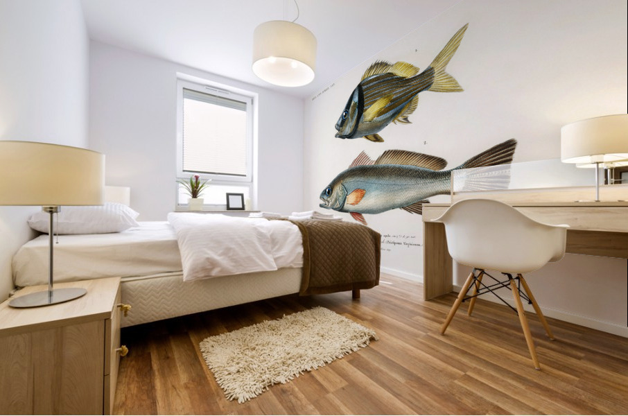 Porkfish Pristipoma virginianum and Shade-fish Sciaena aquila Mural print