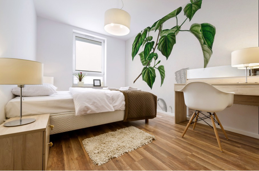 Empress tree Paulownia imperialis Mural print