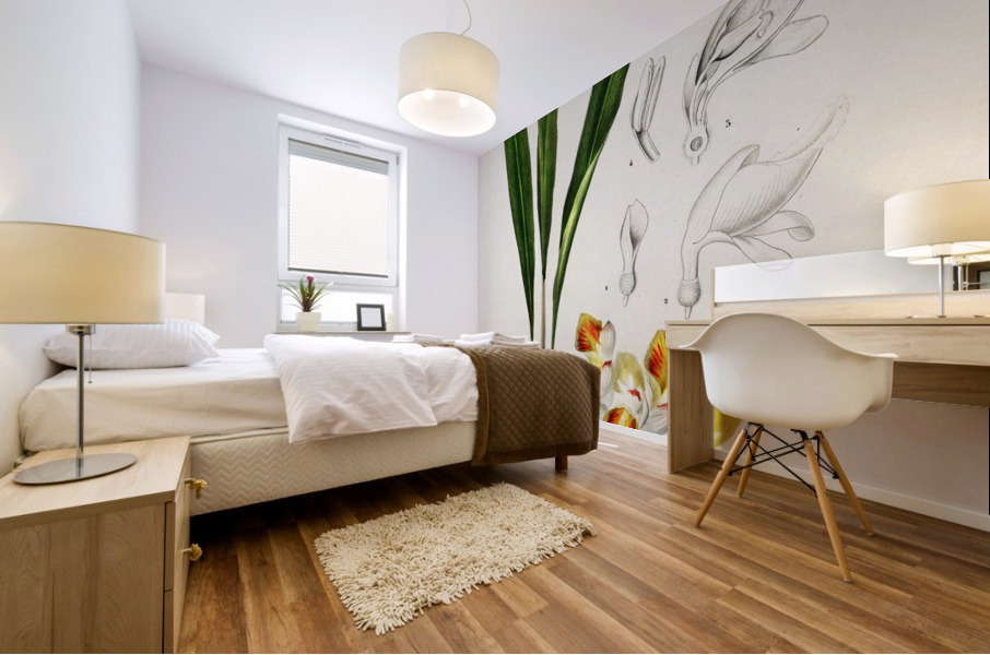 Dwarf cardamom Alpinia nutans Mural print