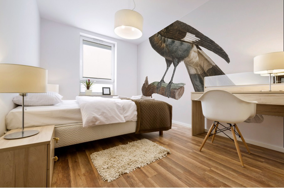 Curl-crested Manucode  Mural print