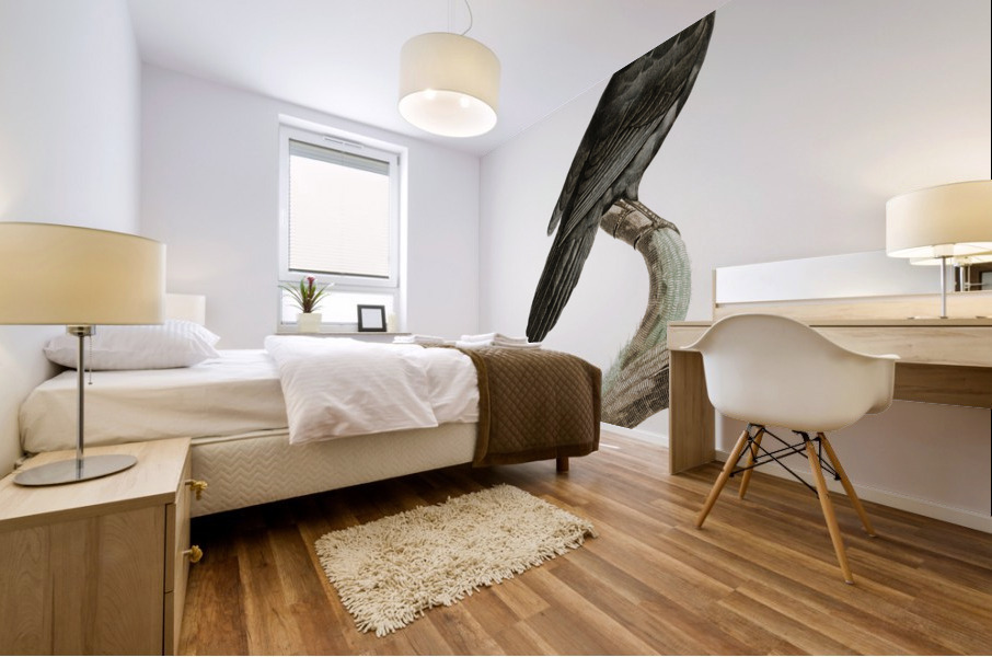 Black Jay with White Colla Mural print