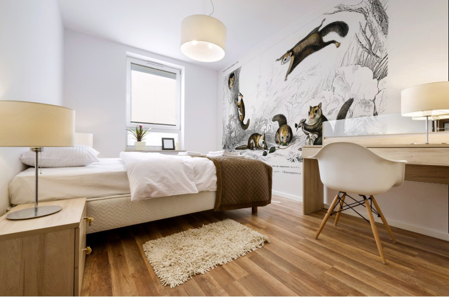 Glaucomys sabrinus Polatouche D Amerique Mural print