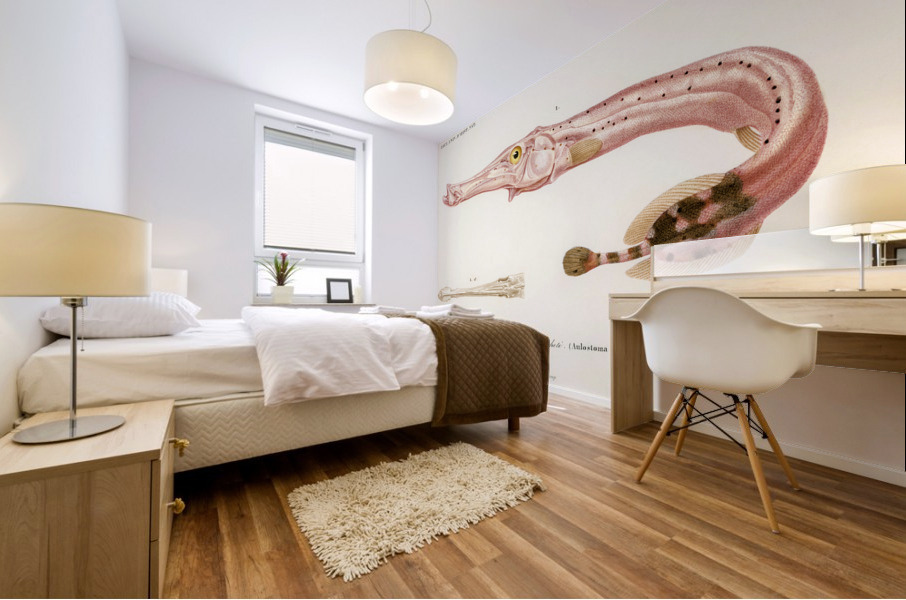 Aulostoma maculatum Mural print