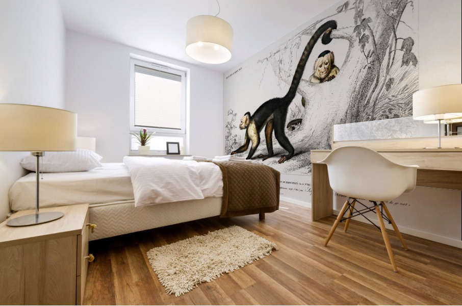 White-headed capuchin Cebus Hypoleucus Mural print