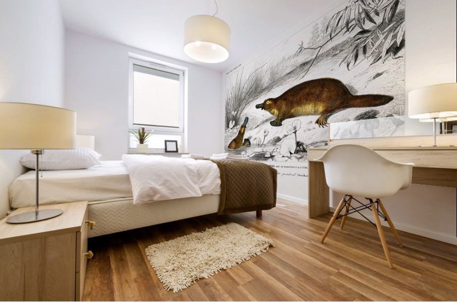 Platypus Ornithorhynchus Paradoxus Mural print
