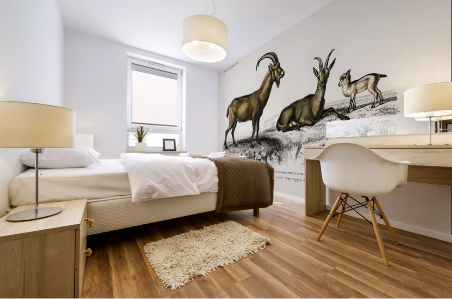 Wild goat Capra Agagrus Mural print