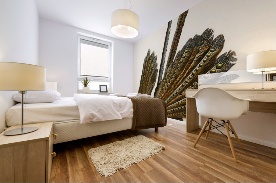 Great argus Phasianus argus Impression murale