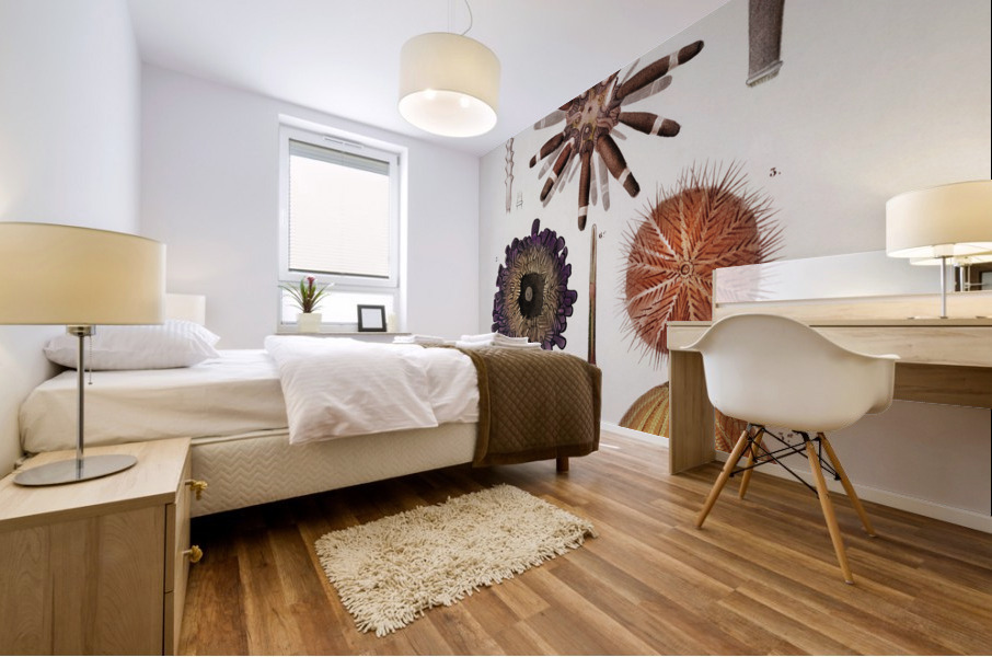 Different types of sea urcnhins Mural print