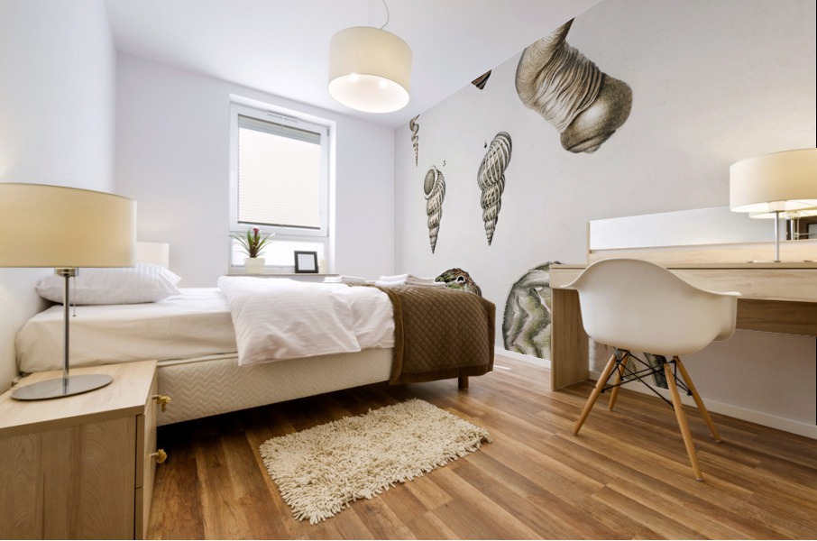 Different types of mollusks Mural print