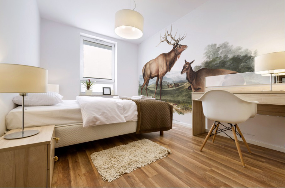 American Elk Cervus Canadensis  Impression murale