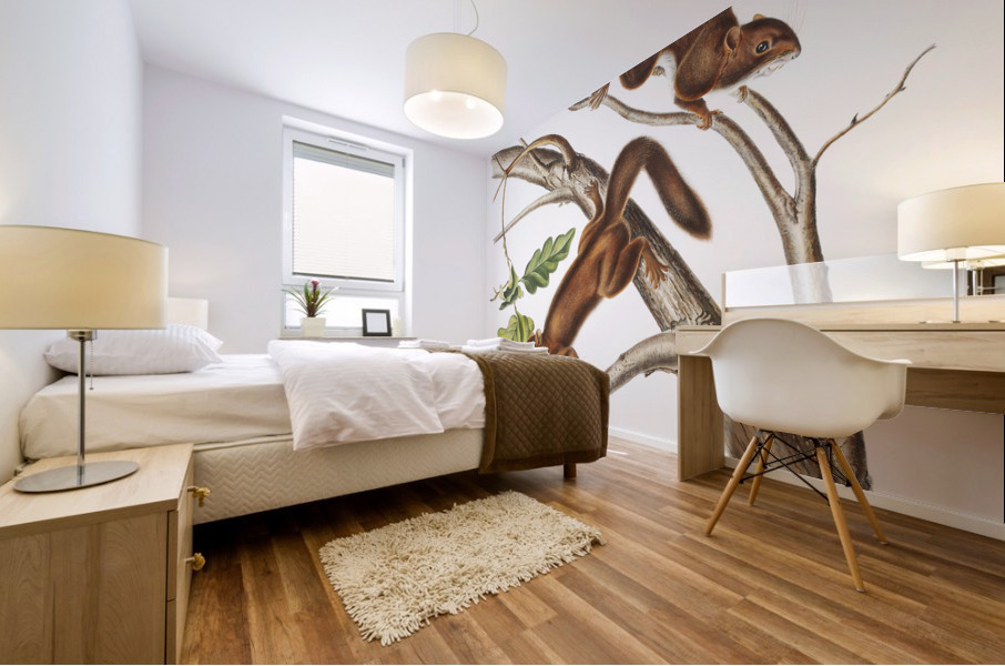 Soft-haired Squirrel Sciurus mollipilosus  Mural print