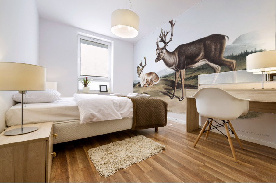 Caribou or American Rein Deer Tarandus furcifer  Mural print