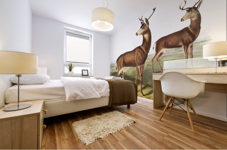 Columbian Black-tailed Deer Cervus Richardsonii  Mural print