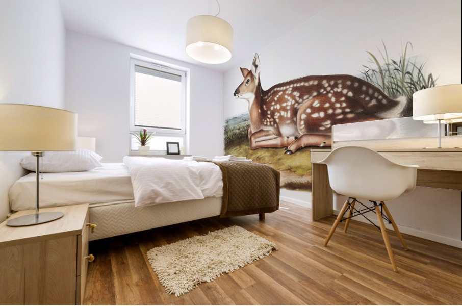 Columbian Black-tailed Deer Cervus Richardsonii  Mural print