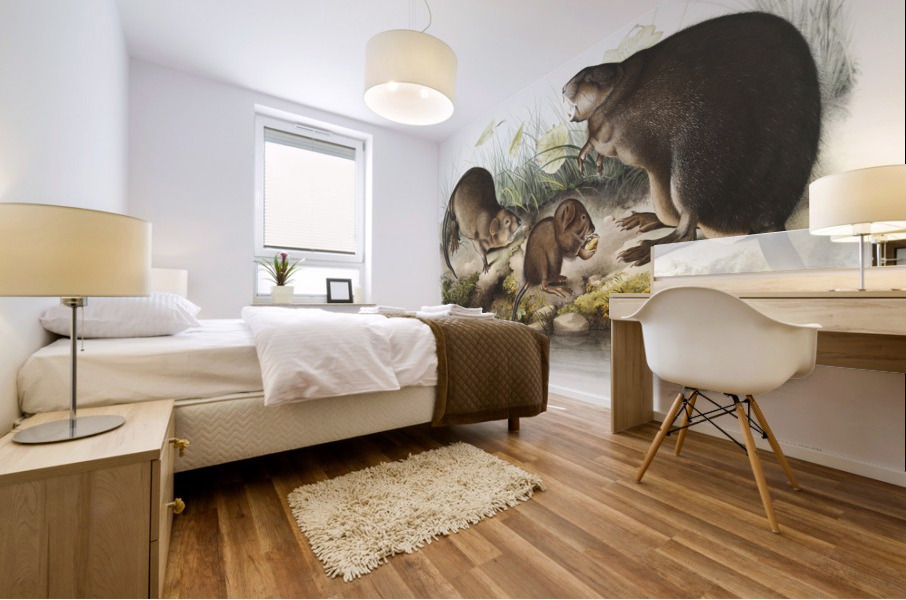 Musk-Rat Musquash Fiber Zibethicus  Mural print