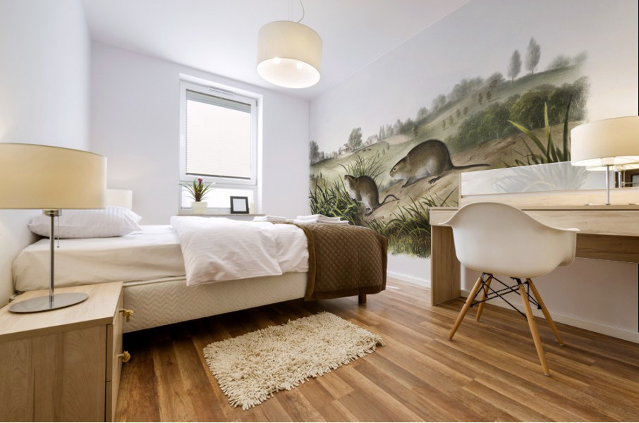 Meadow Mouse Arvicola Pennsylvanicus  Mural print