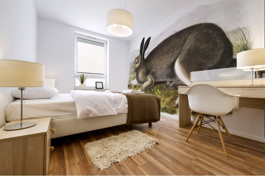 Polar Hare Lepus glacialis  Mural print