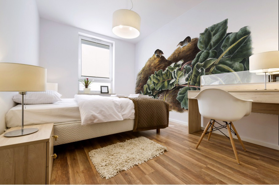 Least Shrew Sorex parvus  Mural print