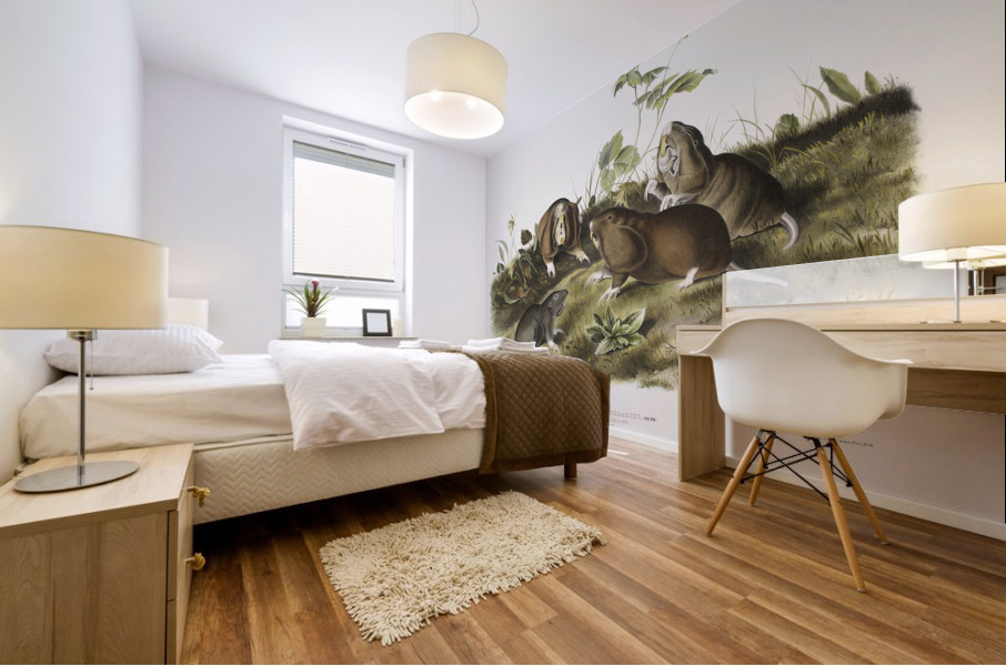 Canada Pouched Rat Pseudostoma bursarius  Mural print