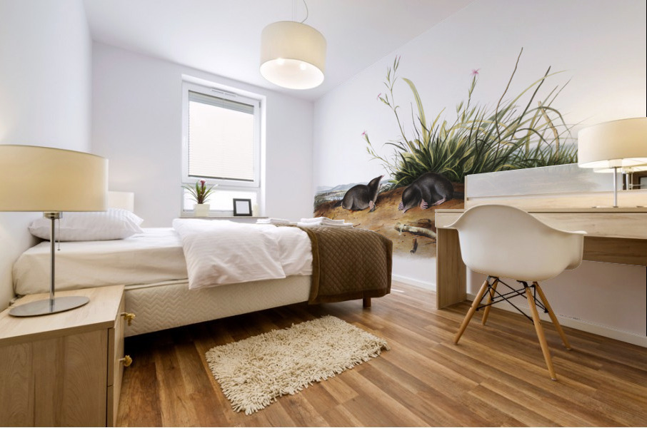 Shrew Mole Scallops Brewerii  Mural print