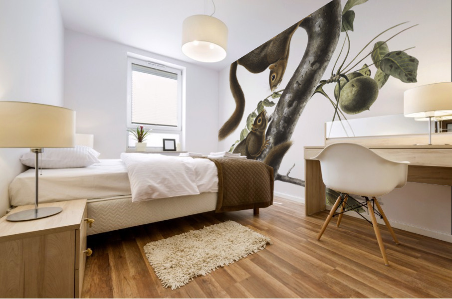 Orange-bellied Squirrel Sciurus sub-auratus  Impression murale