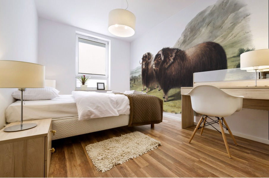Musk Ox Ovibos moschatus  Mural print