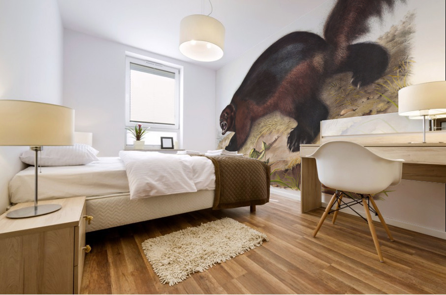 Wolverine Gulo luscus  Mural print