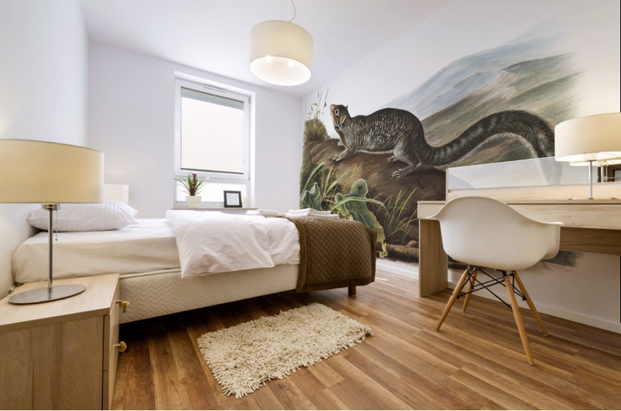 Large-tailed Spermophile Spermophilus macrourus  Mural print