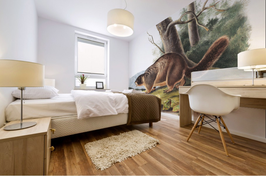 Cat Squirrel Sciurus cinereus  Mural print