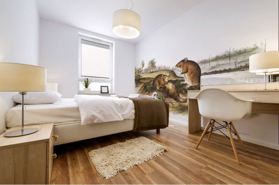 Cotton Rat Arvicola hispidus  Mural print
