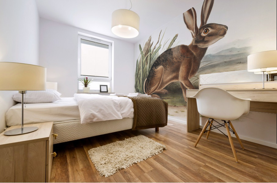 Californian Hare Lepus californicus  Mural print