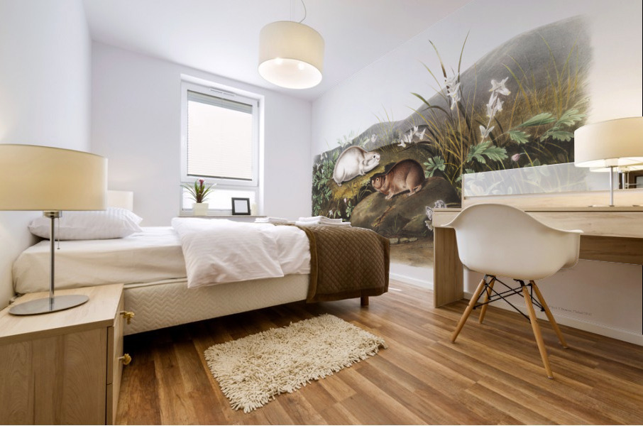 Hudson Bay Lemming Myodes Hudsonius  Mural print