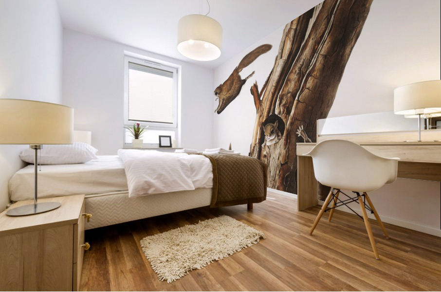 Flying Squirrel Pteromys volucella  Mural print