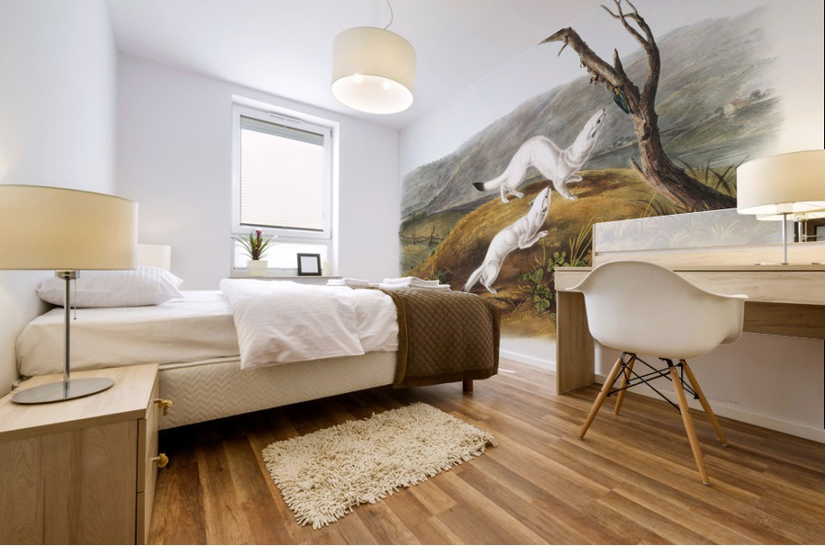 Little Nimble Weasel Putorius agilis  Mural print